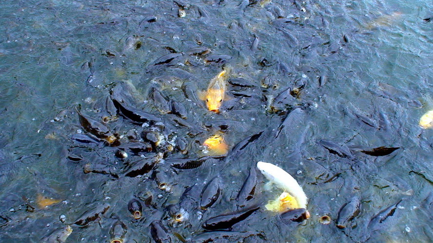民以食为天