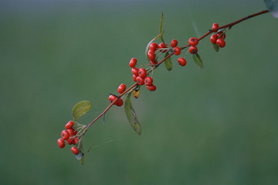 红豆豆