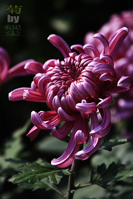 赏菊