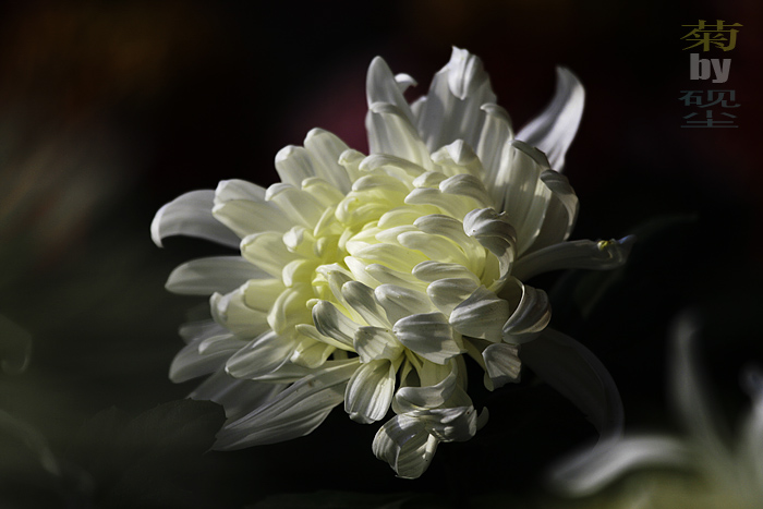 赏菊