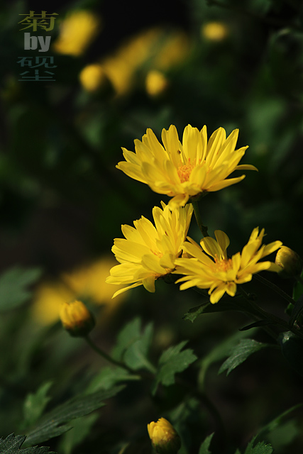 赏菊