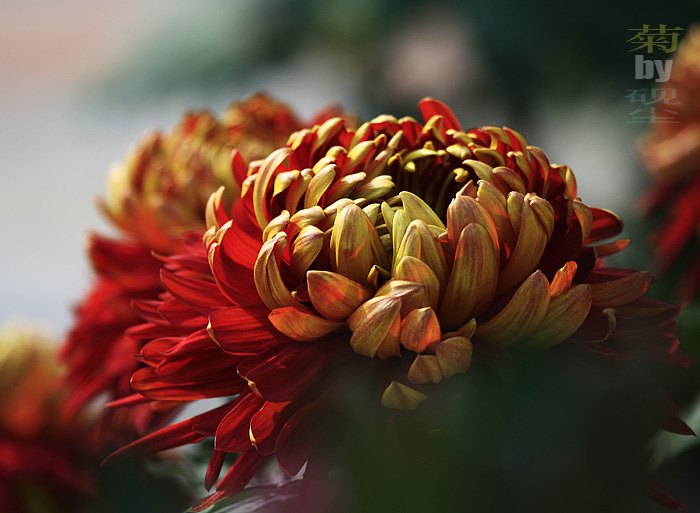 赏菊