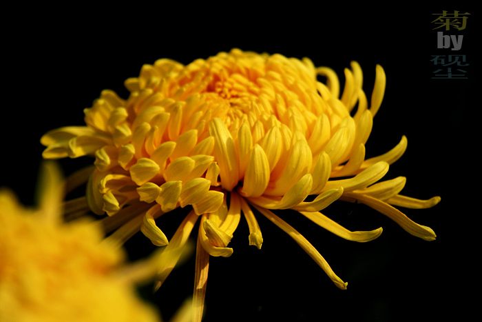 赏菊