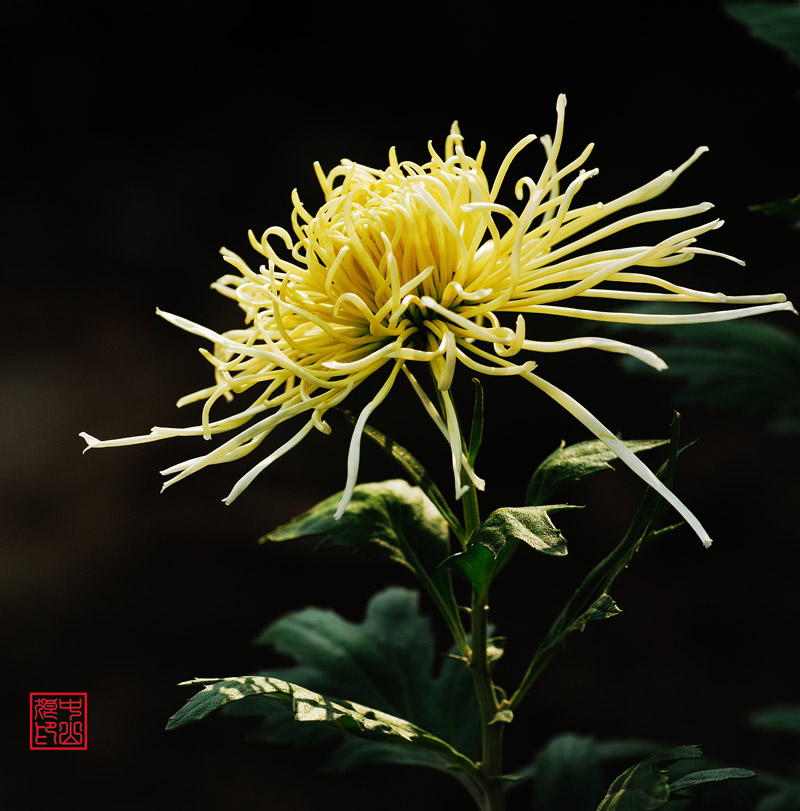 菊又秋荣