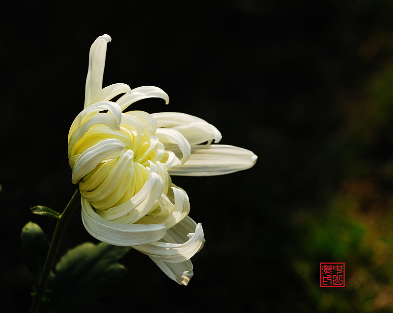 菊又秋荣