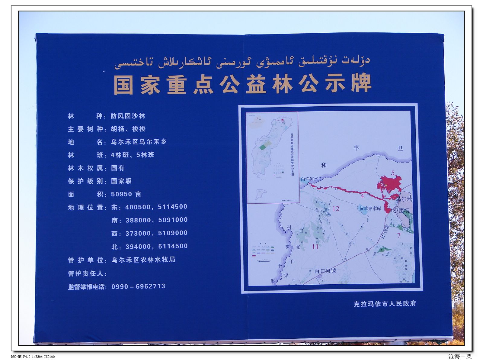胡杨林
