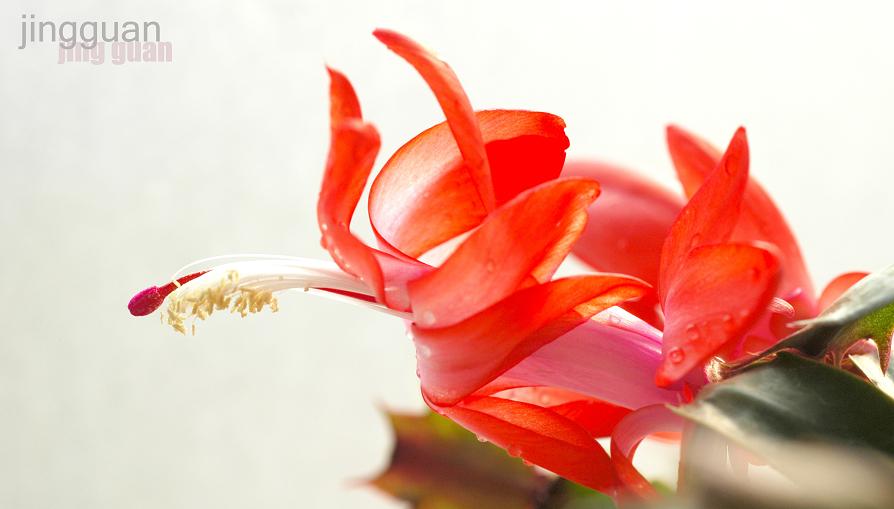 蟹脚兰