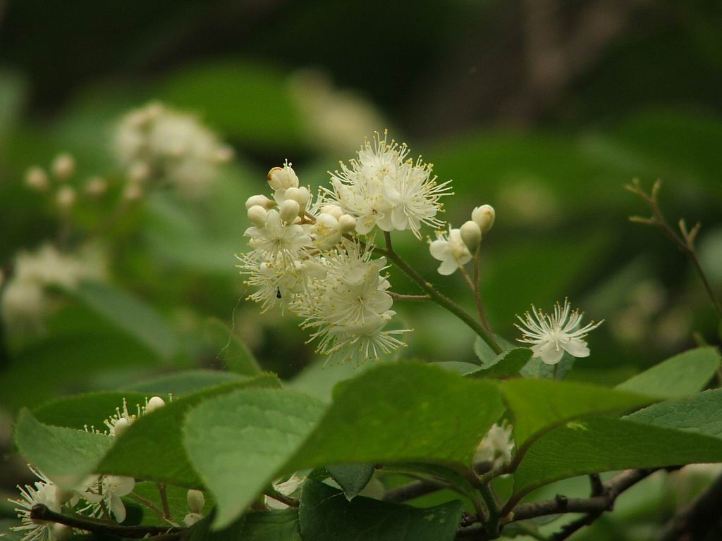 春花