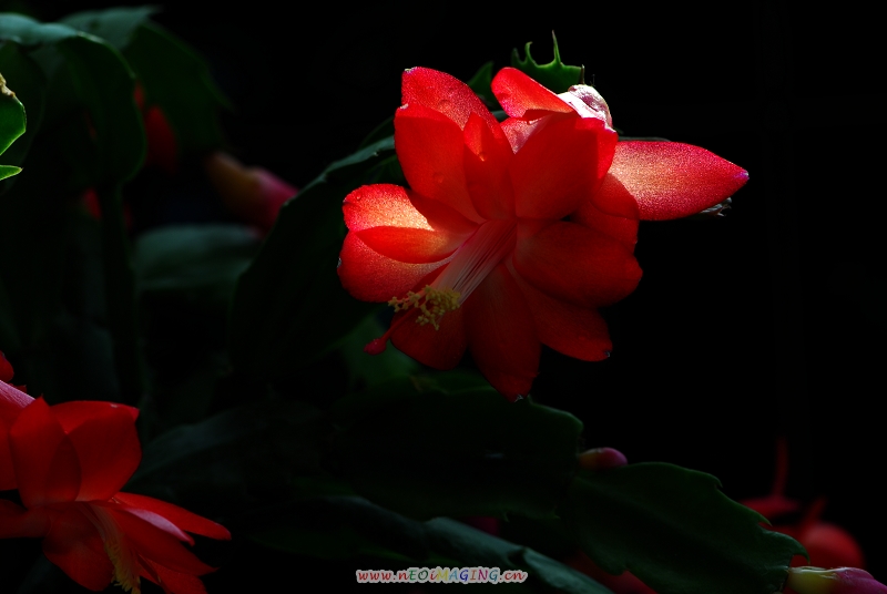 阳台上的小花