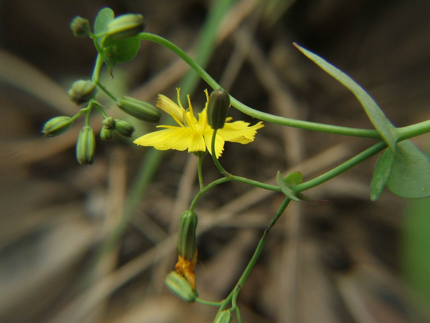 无名花
