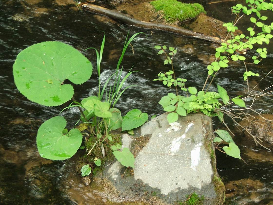 水之韵