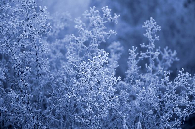 霜花
