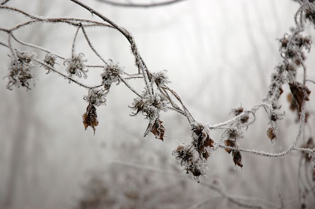 霜花