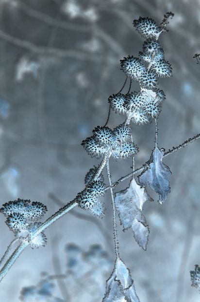霜花