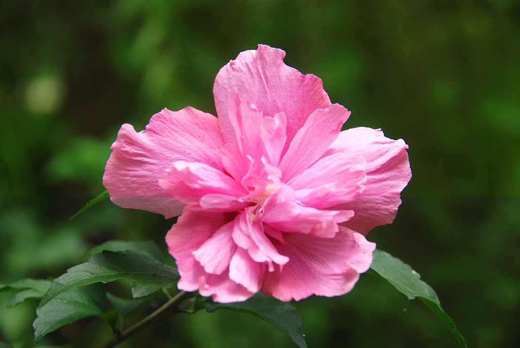 小花庆元旦