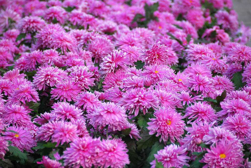 小花庆元旦