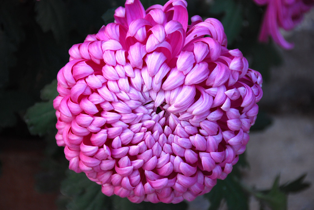 小花庆元旦