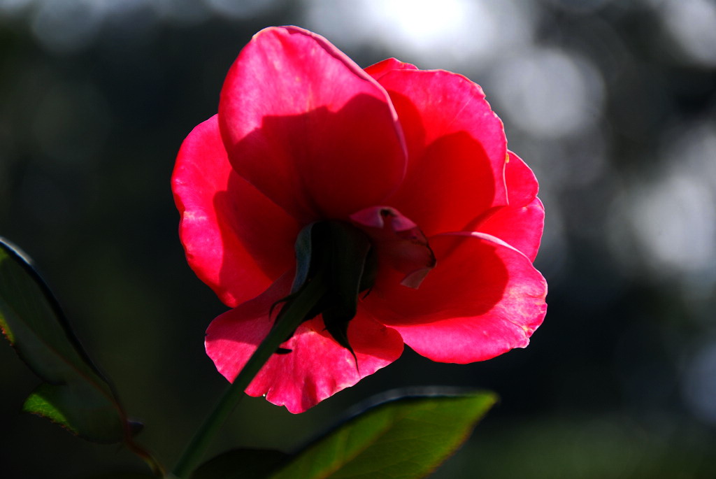 小花庆元旦
