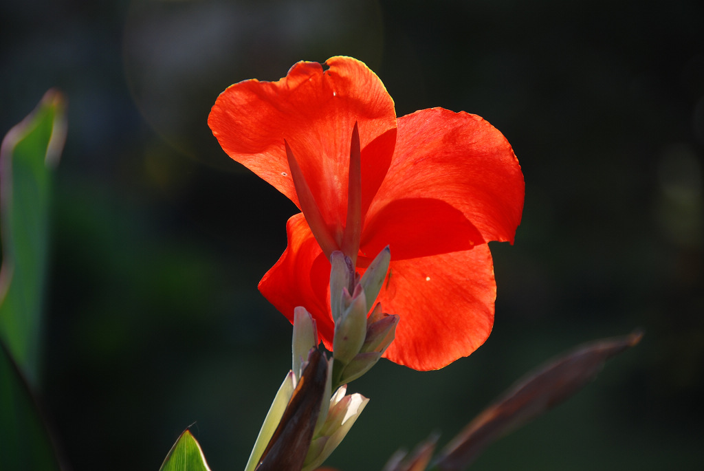 小花庆元旦