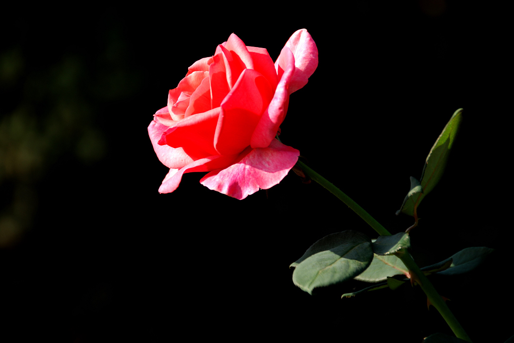 小花庆元旦