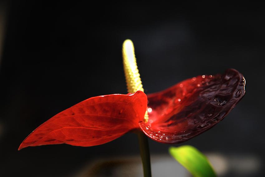 过节了，给大家献花。。。。