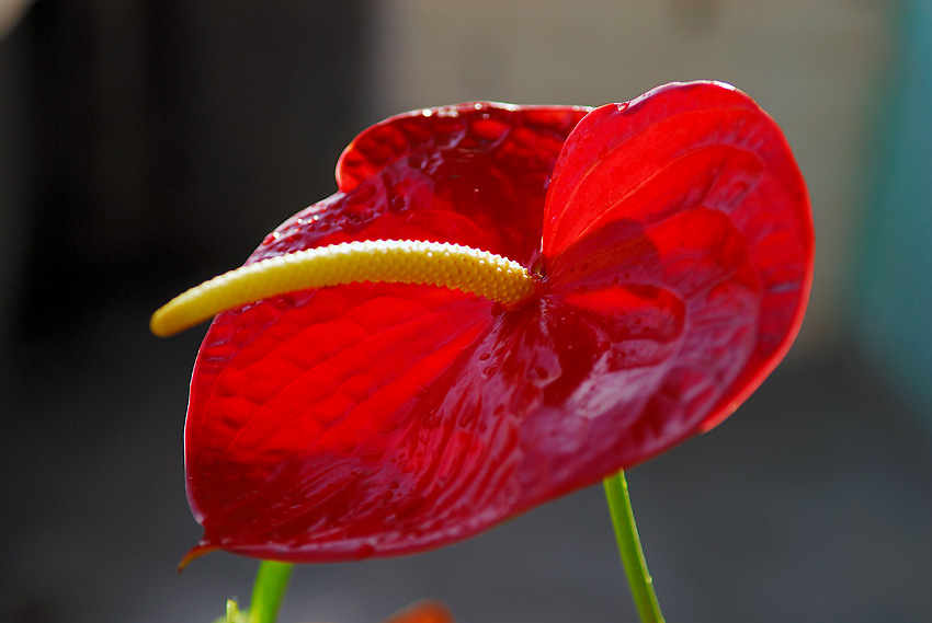 过节了，给大家献花。。。。