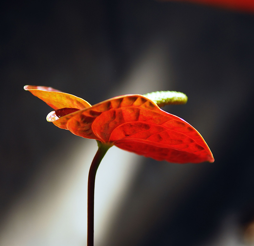 过节了，给大家献花。。。。