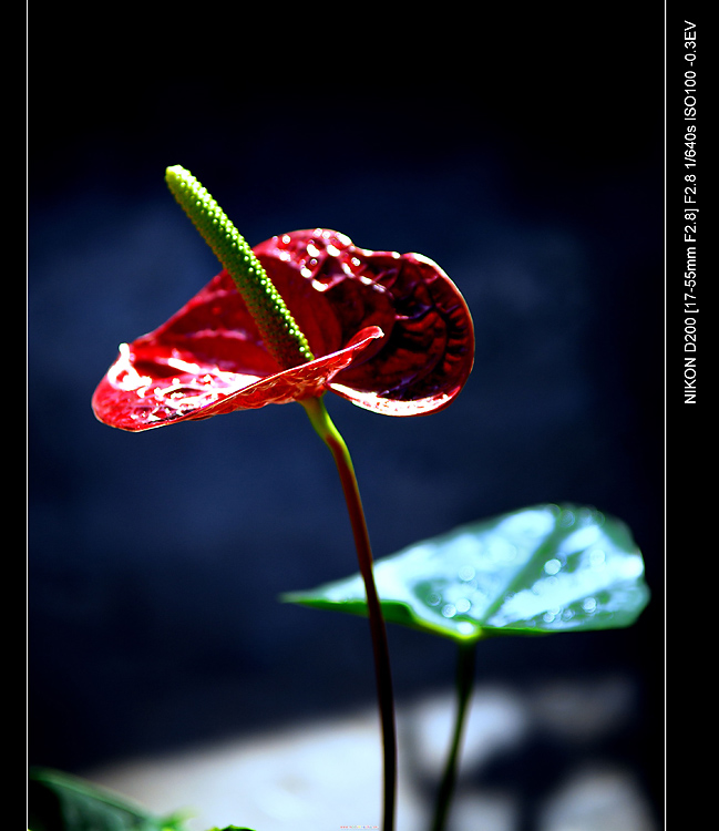 过节了，给大家献花。。。。