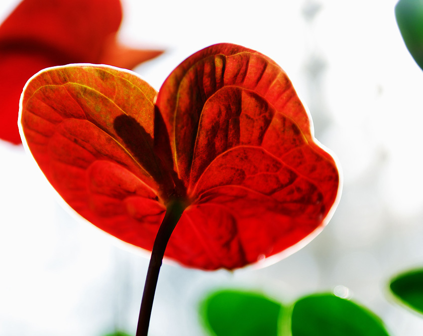 过节了，给大家献花。。。。