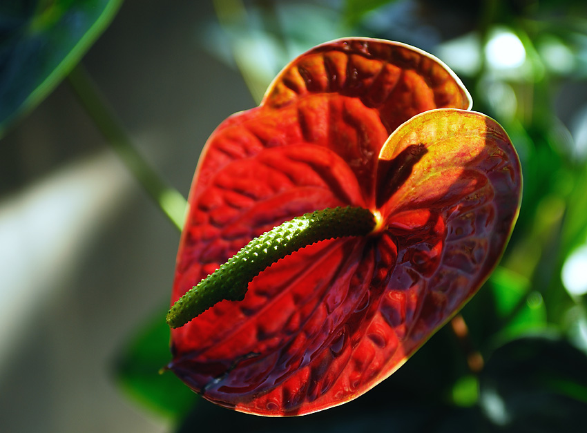 过节了，给大家献花。。。。