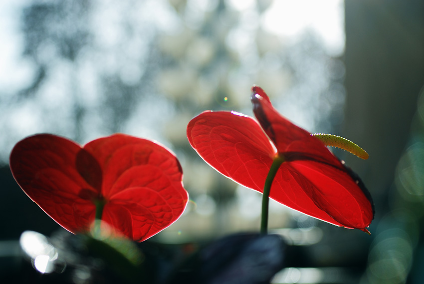 过节了，给大家献花。。。。