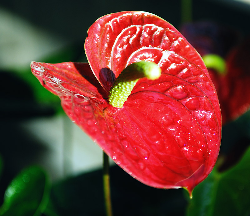 过节了，给大家献花。。。。