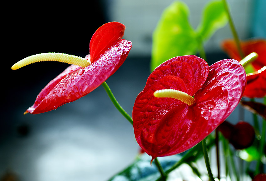 过节了，给大家献花。。。。