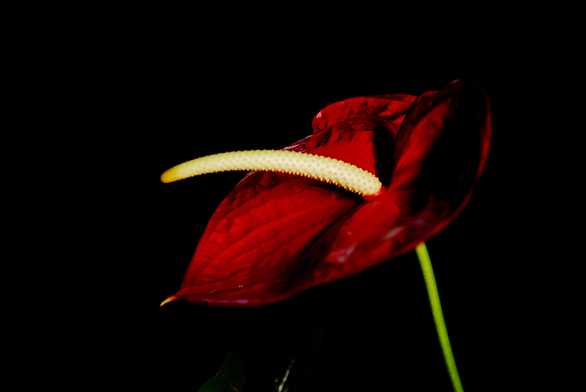 过节了，给大家献花。。。。
