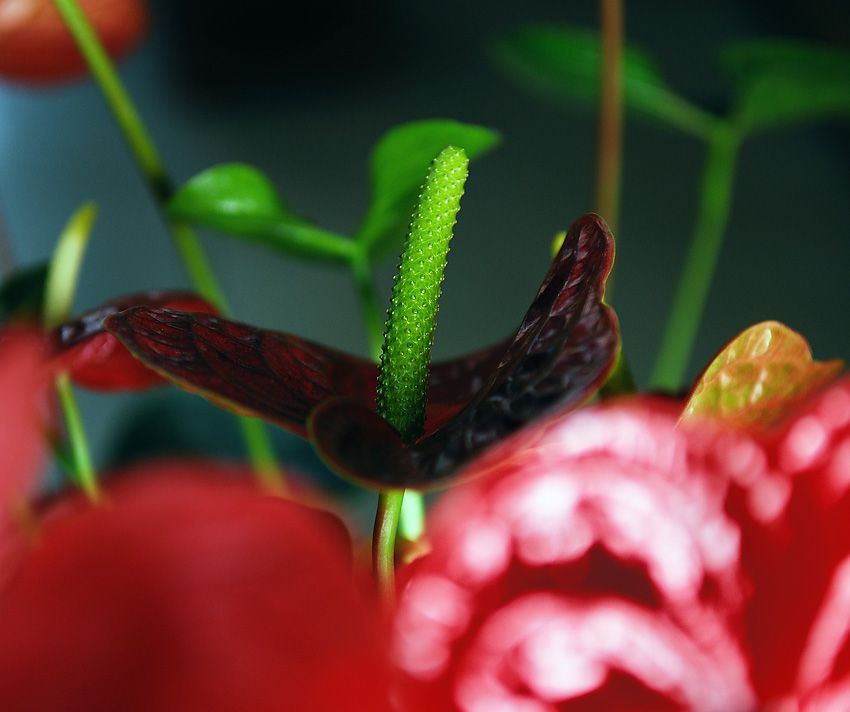 过节了，给大家献花。。。。