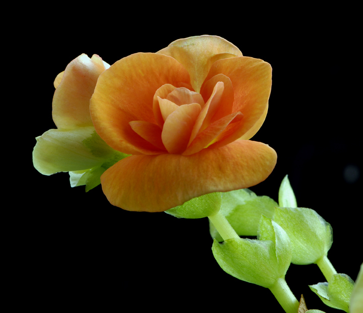 小花