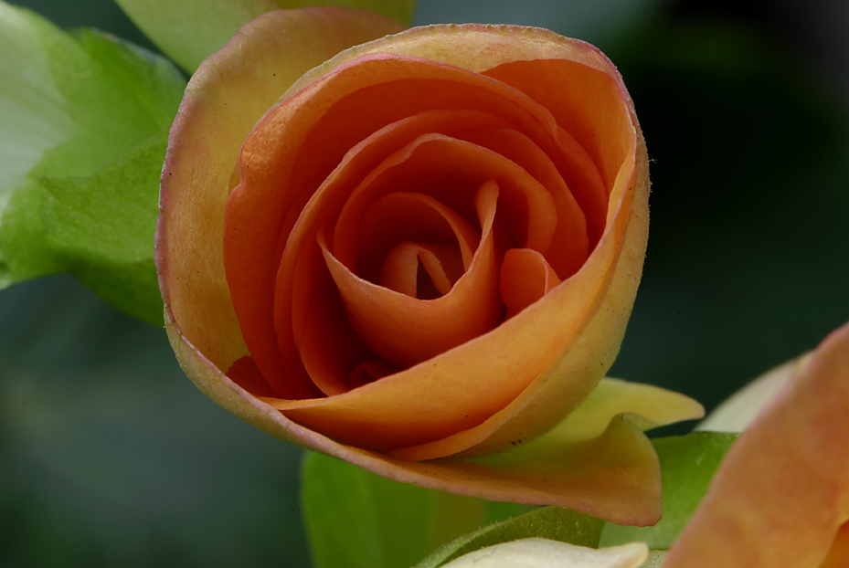 小花