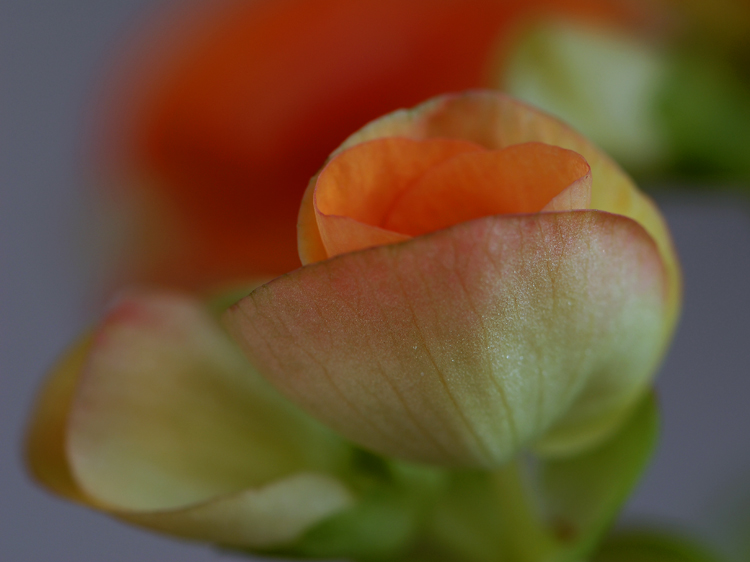 小花