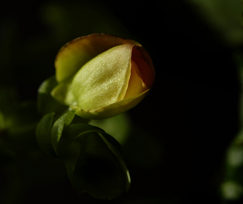 小花
