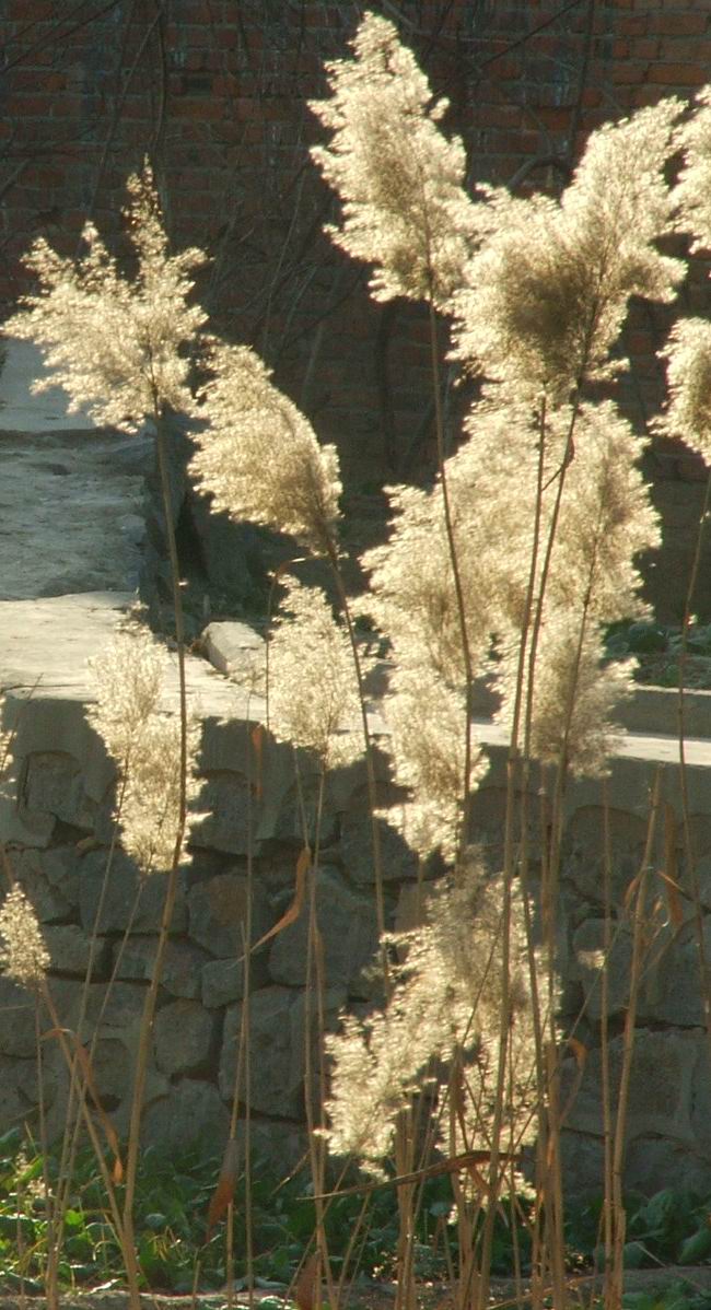 今天拍的芦花