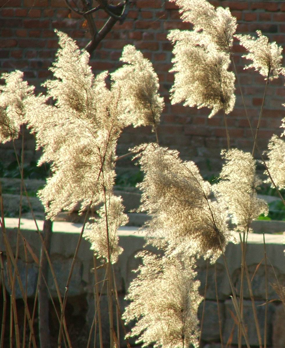 今天拍的芦花