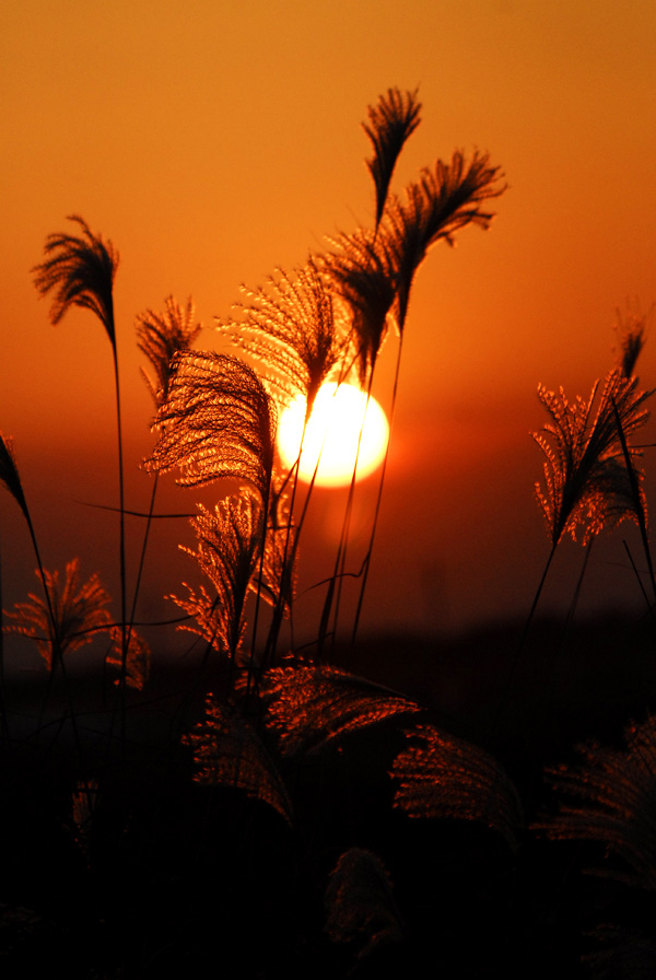 夕阳芦花