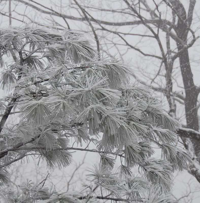 偶遇河南第一场雪