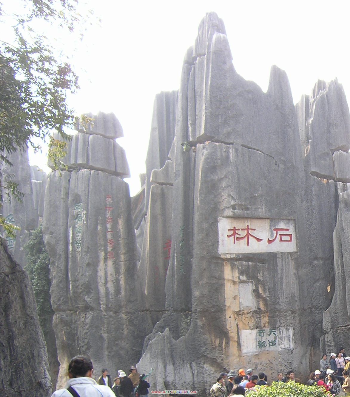 天然石头长成的树林