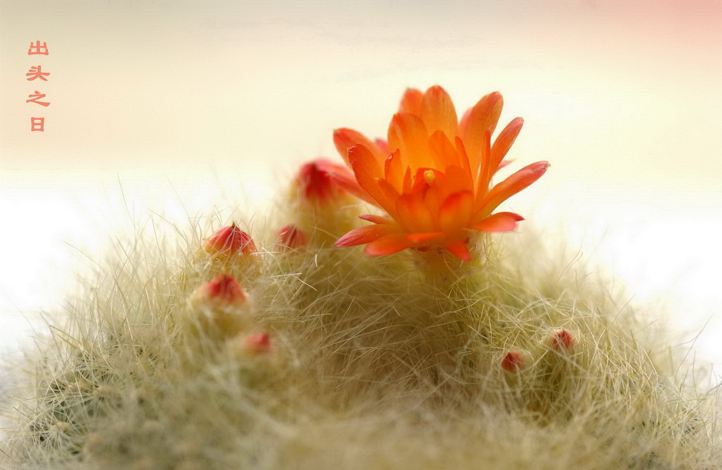 我眼睛中花