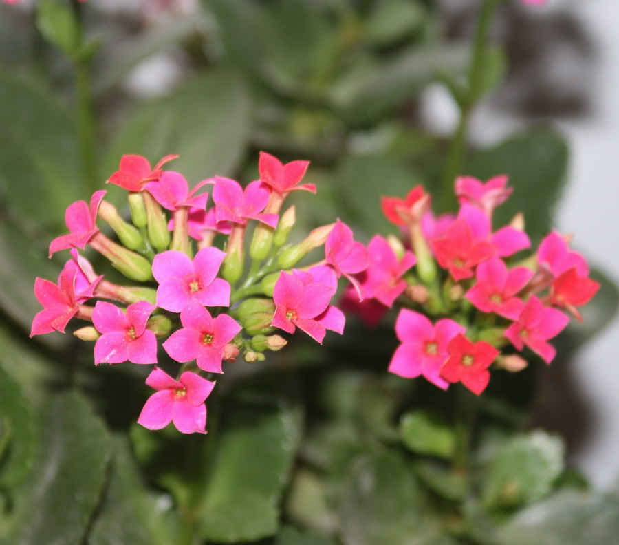 小花