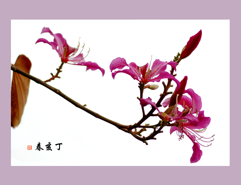 美丽的羊蹄甲花2007.2.10