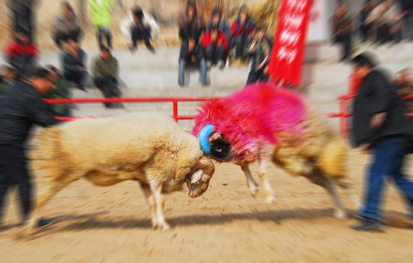 清丰武仙镇斗羊