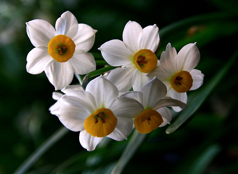 水仙花开