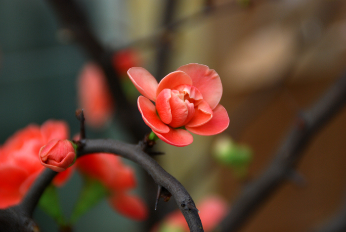 [原创]一组花卉(试机)